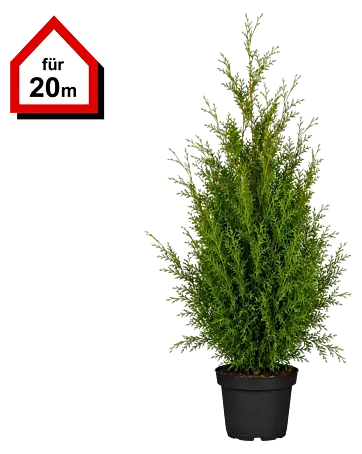 Piardino Lebensbaum Smaragd - Aktuelle Wuchshhe: 140 cm - 160 cm, Thuja  occidentalis 'Smaragd', Topfgre: 31 cm, 40 Stk. online kaufen bei BAUHAUS