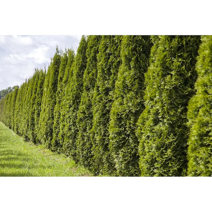 Piardino Lebensbaum Smaragd - Aktuelle Wuchshöhe: 80 cm - 100 cm, Thuja occidentalis 'Smaragd', Topfgröße: 21 cm, 45 Stk. - Eine lange, dichte Hecke aus hohen grünen Nadelbäumen entlang einer landschaftlich gestalteten Grenze.