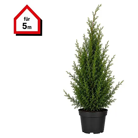Piardino  Lebensbaum Brabant