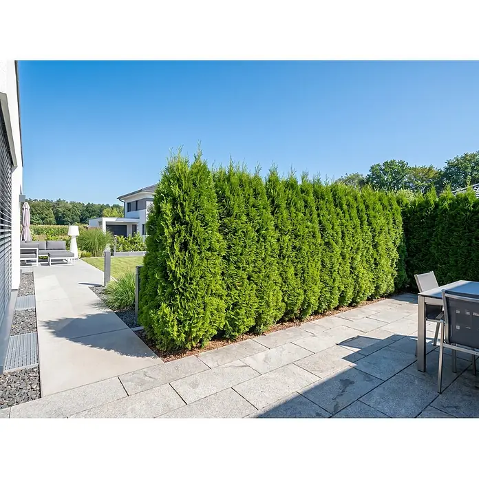 Lebensbaum Smaragd - Aktuelle Wuchshöhe: 60 cm - 80 cm, Thuja occidentalis 'Smaragd', Topfgröße: 19 cm, 75 Stk. - Eine hohe, dichte, grüne Hecke aus Thuja-Pflanzen begrenzt eine moderne Gartenterrasse.