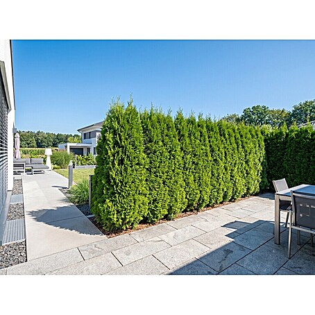 Lebensbaum Smaragd - Aktuelle Wuchshhe: 60 cm - 80 cm, Thuja occidentalis ' Smaragd', Topfgre: 19 cm, 75 Stk. online kaufen bei BAUHAUS