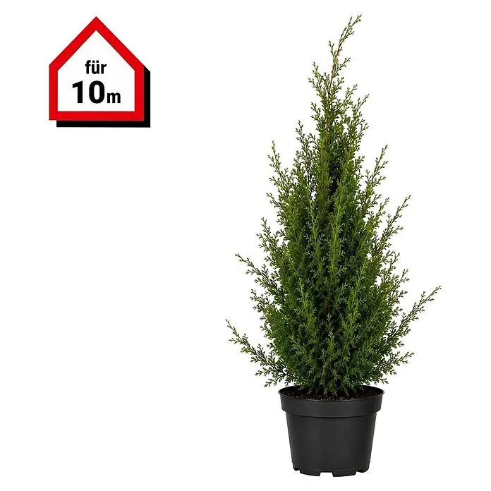 Piardino Lebensbaum Smaragd - Aktuelle Wuchshöhe: 60 cm - 80 cm, Thuja occidentalis 'Smaragd', Topfgröße: 19 cm, 30 Stk. - Grüne Topfkonifere im schwarzen Topf, mit rotem Haus-Schild 'für 10m'.