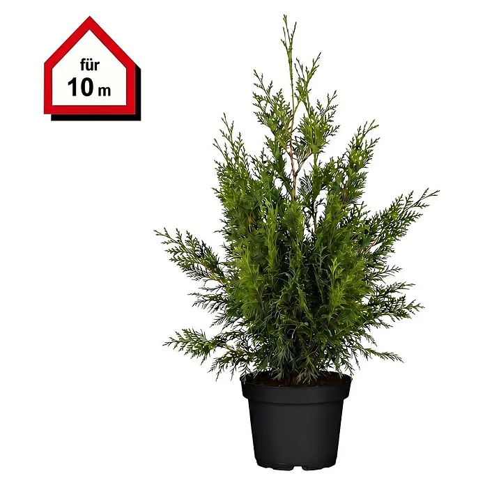 Piardino Lebensbaum Smaragd - Aktuelle Wuchshöhe: 100 cm - 120 cm, Thuja occidentalis 'Smaragd', Topfgröße: 24 cm, 20 Stk. - Grüne Topfkonifere im schwarzen Topf, mit Schild 'für 10 m' zur Eignung für 10 Meter.