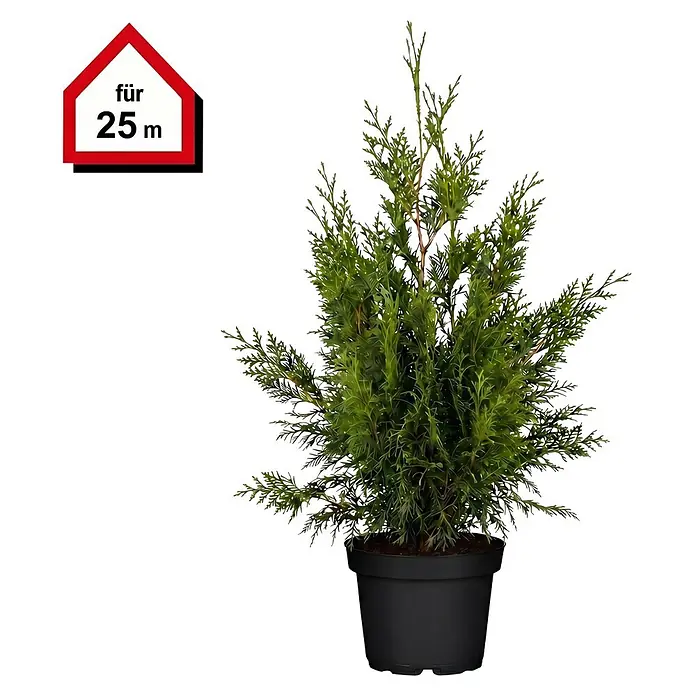 Piardino Lebensbaum Smaragd - Aktuelle Wuchshöhe: 100 cm - 120 cm, Thuja occidentalis 'Smaragd', Topfgröße: 24 cm, 50 Stk. - Grüne Topf-Konifere in schwarzem Topf, geeignet für 25 m.