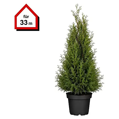 Piardino  Lebensbaum Smaragd