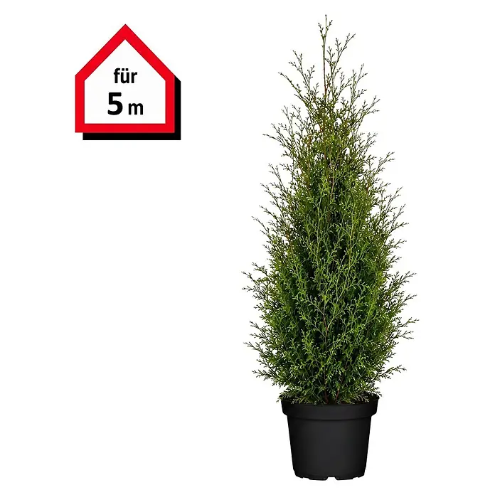Piardino Lebensbaum Brabant - Aktuelle Wuchshöhe: 180 cm - 200 cm, Thuja occidentalis 'Brabant', Topfgröße: 33 cm, 10 Stk. - Getopfte grüne Konifere in schwarzem Topf, mit rotem Haus-Schild 'für 5m'.