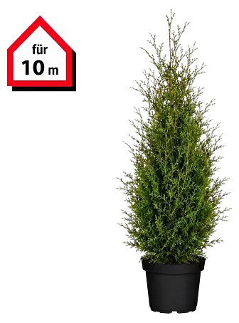 Piardino Lebensbaum Brabant - Aktuelle Wuchshhe: 180 cm - 200 cm, Thuja  occidentalis 'Brabant', Topfgre: 33 cm, 20 Stk. online kaufen bei BAUHAUS