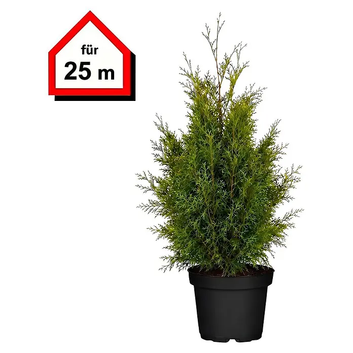 Piardino Lebensbaum Brabant - Aktuelle Wuchshöhe: 100 cm - 120 cm, Thuja occidentalis 'Brabant', Topfgröße: 24 cm, 50 Stk. - Grüne Topfpflanze im schwarzen Topf, mit Schild 'für 25 m'.