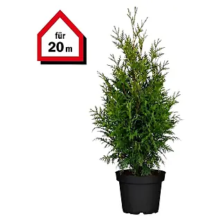 wisteria aquarium Wisteria Bunch 4+ Stems  Easy Aquarium Plants