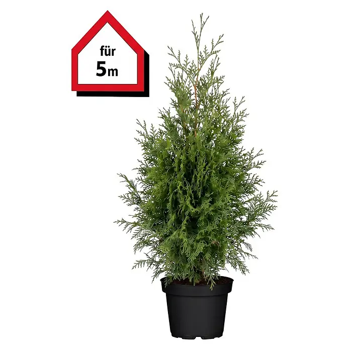 Piardino Lebensbaum Brabant - Aktuelle Wuchshöhe: 120 cm - 140 cm, Thuja occidentalis 'Brabant', Topfgröße: 27 cm, 10 Stk. - Getopfte grüne Konifere in schwarzem Topf, mit Etikett 'für 5m'.