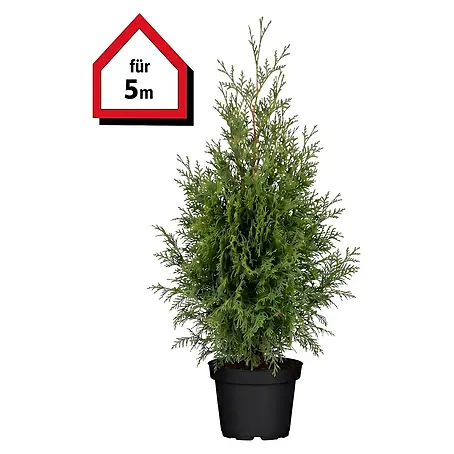 thuja forever gold Forever Goldy Arborvitae main image 1