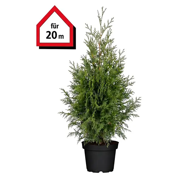 Piardino Lebensbaum Brabant - Aktuelle Wuchshöhe: 120 cm - 140 cm, Thuja occidentalis 'Brabant', Topfgröße: 27 cm, 40 Stk. - Grüne Konifere in einem schwarzen Topf mit einem rot-weißen Schild „für 20 m“.
