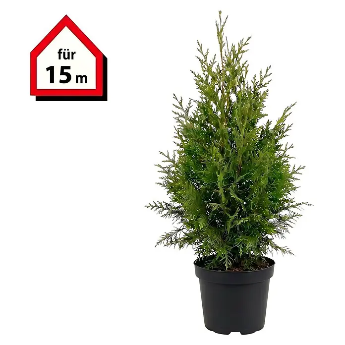 Piardino Lebensbaum Brabant - Aktuelle Wuchshöhe: 80 cm - 100 cm, Thuja occidentalis 'Brabant', Topfgröße: 21 cm, 45 Stk. - Kleine immergrüne Topfpflanze in schwarzem Topf mit rotem Haus-Etikett 'für 15m'.