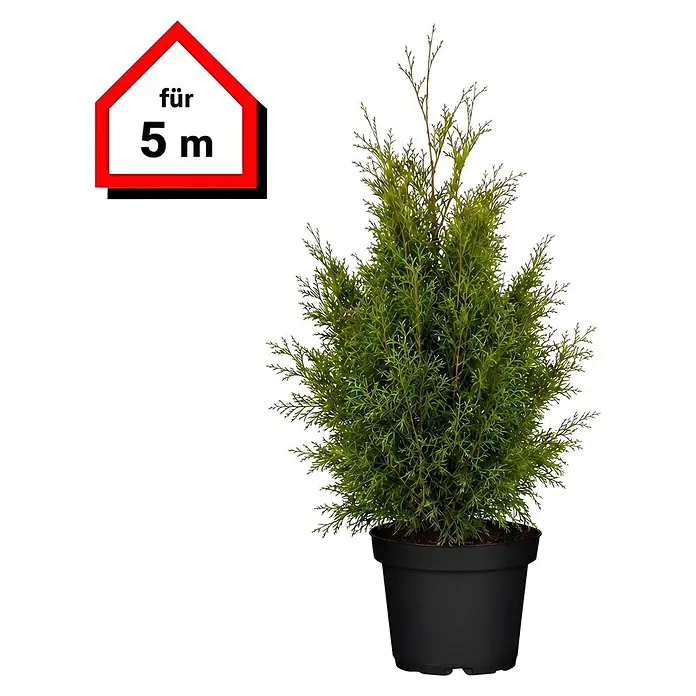Piardino Lebensbaum Brabant - Aktuelle Wuchshöhe: 100 cm - 120 cm, Thuja occidentalis 'Brabant', Topfgröße: 24 cm, 10 Stk. - Topfpflanze, grün, immergrün, in schwarzem Topf, mit Schild "für 5 m".