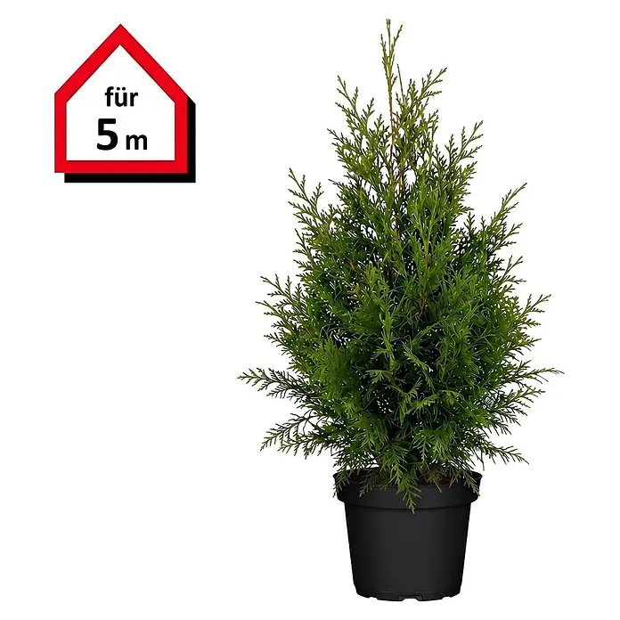 Piardino Lebensbaum Brabant - Aktuelle Wuchshöhe: 160 cm - 180 cm, Thuja occidentalis 'Brabant', Topfgröße: 32 cm, 10 Stk. - Grüne Konifere in schwarzem Topf mit einem 'für 5 m' Schild.