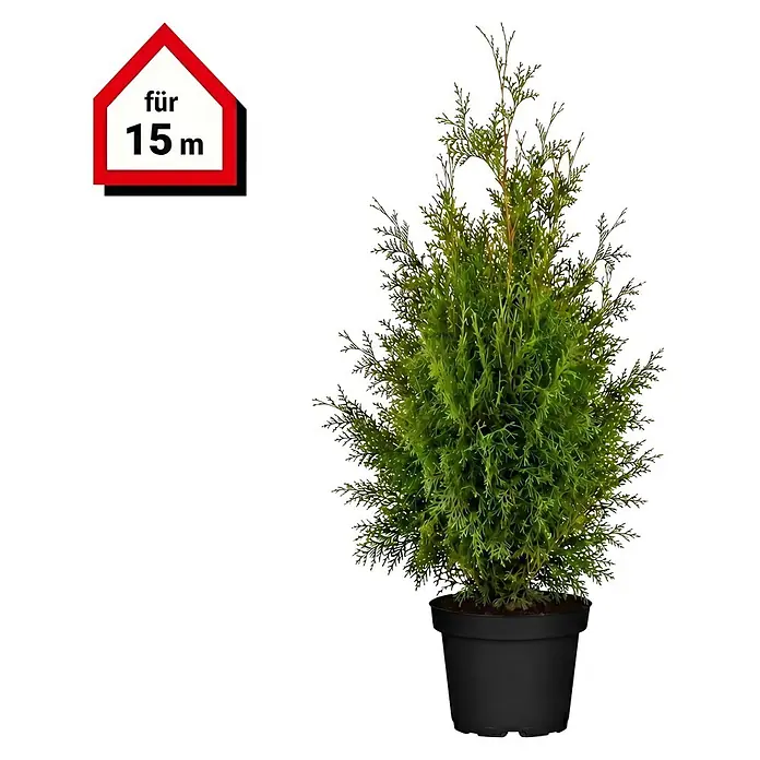 Piardino Lebensbaum Smaragd - Aktuelle Wuchshöhe: 120 cm - 140 cm, Thuja occidentalis 'Smaragd', Topfgröße: 27 cm, 30 Stk. - Grüne Koniferenpflanze im schwarzen Topf mit rotem Schild 'für 15m'.