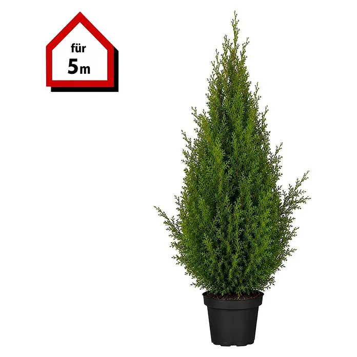 Piardino Lebensbaum Smaragd - Aktuelle Wuchshöhe: 160 cm - 180 cm, Thuja occidentalis 'Smaragd', Topfgröße: 32 cm, 10 Stk. - Grüne Topfkonifere in schwarzem Topf, mit einem Schild 'für 5m'.