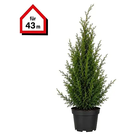 Piardino  Lebensbaum Smaragd