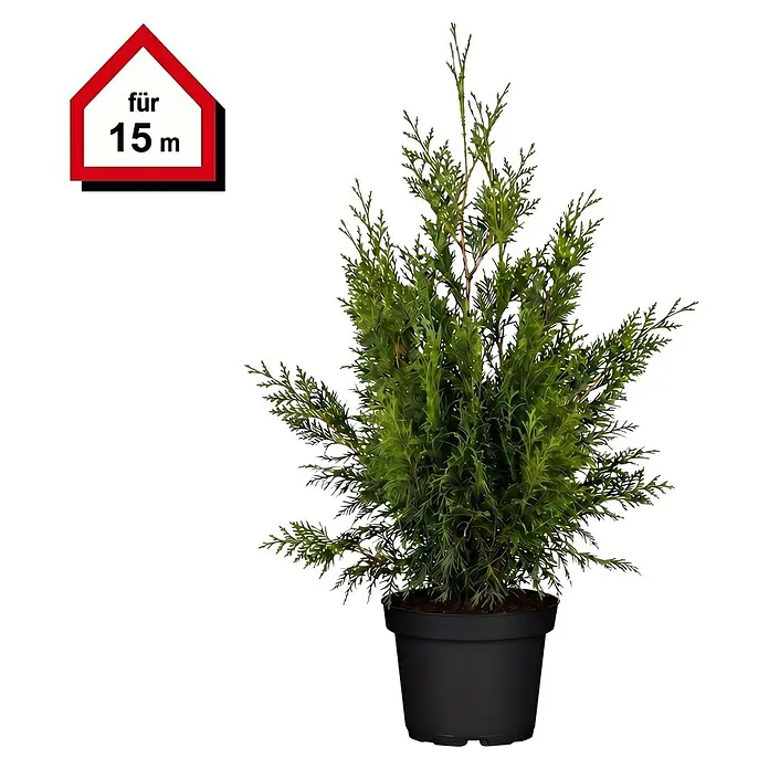 Piardino Lebensbaum Smaragd - Aktuelle Wuchshöhe: 100 cm - 120 cm, Thuja occidentalis 'Smaragd', Topfgröße: 24 cm, 30 Stk. - Grüne Konifere im schwarzen Topf, mit 'für 15 m' Anwendungshinweis.