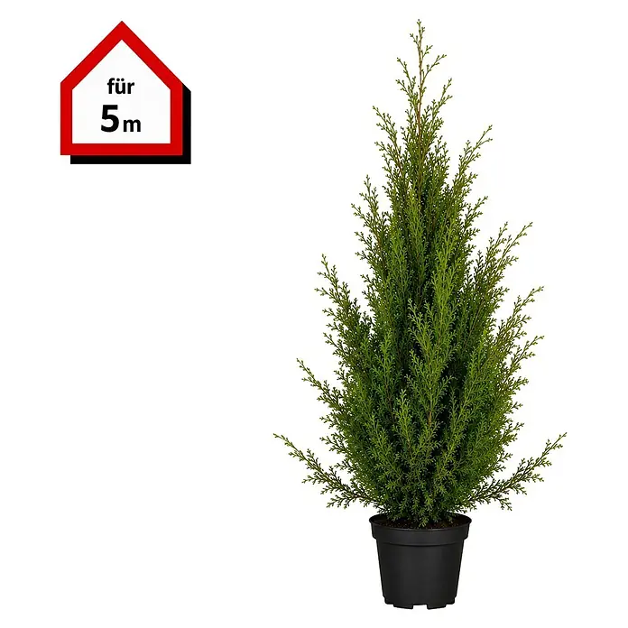 Piardino Lebensbaum Smaragd - Aktuelle Wuchshöhe: 180 cm - 200 cm, Thuja occidentalis 'Smaragd', Topfgröße: 33 cm, 10 Stk. - Grüne Konifere in schwarzem Topf mit rotem 'für 5m' Etikett.