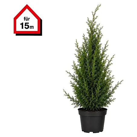 Piardino  Lebensbaum Smaragd