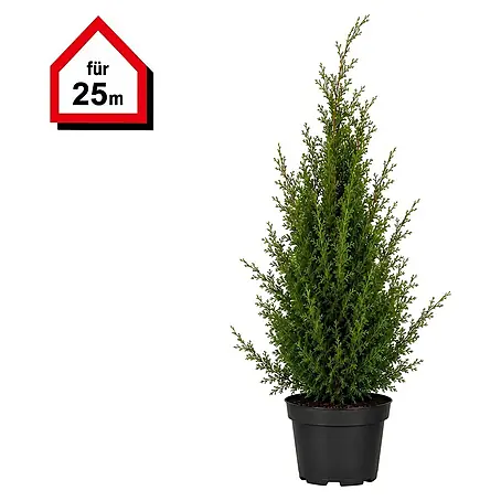 Piardino Lebensbaum Smaragd - 180 cm - 200 cm, Thuja occidentalis  'Smaragd', 20 Stk. online kaufen bei BAUHAUS