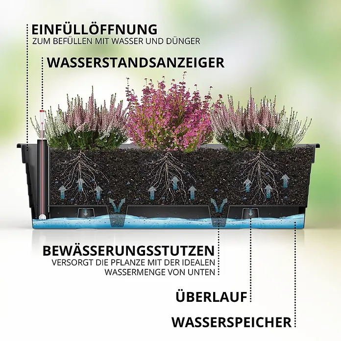 Plastard Pflanzkasten 100 cm selbstwässernd mit Hydroeinsatz & Metallhalterung - Außenmaß (L x B x H): 100 x 21 x 17 cm, Kunststoff, Anthrazit - Schnittansicht eines selbstbewässernden Blumenkastens mit Pflanzen, zeigt internen Wasserspeicher, Wasserstandsanzeiger, Einfüllöffnung, Überlauf und Bewässerungssystem.
