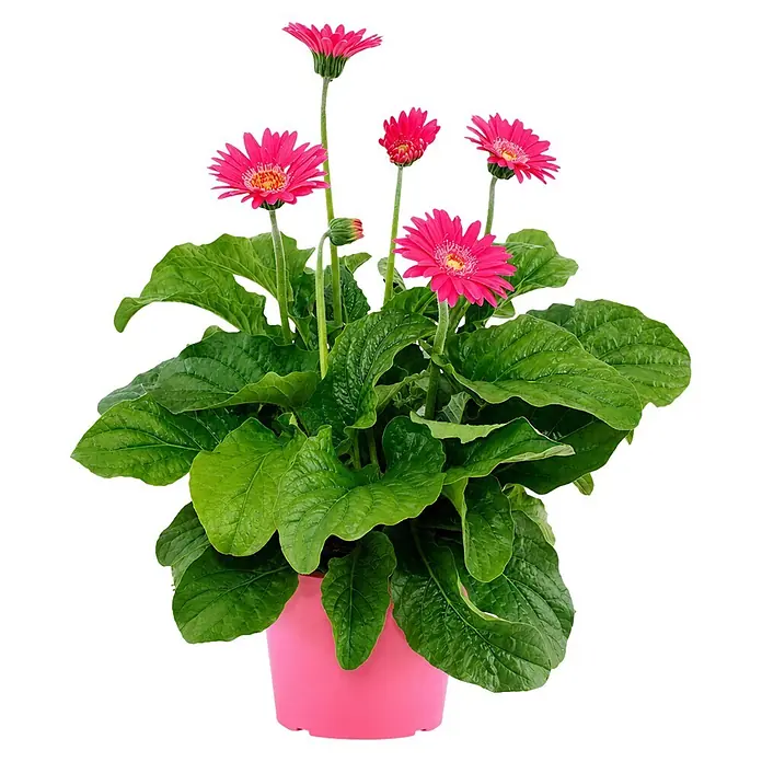 Piardino Gerbera - Gerbera garvinea, Topfgröße: 19 cm - Topfpflanze mit pinkfarbenen Gänseblümchen und grünen Blättern in einem pinkfarbenen Topf.