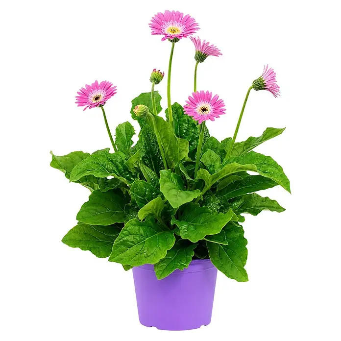 Piardino Gerbera - Gerbera garvinea, Topfgröße: 19 cm - Topfpflanze mit leuchtend rosa, margeritenähnlichen Blüten und grünen Blättern in einem lila Topf.