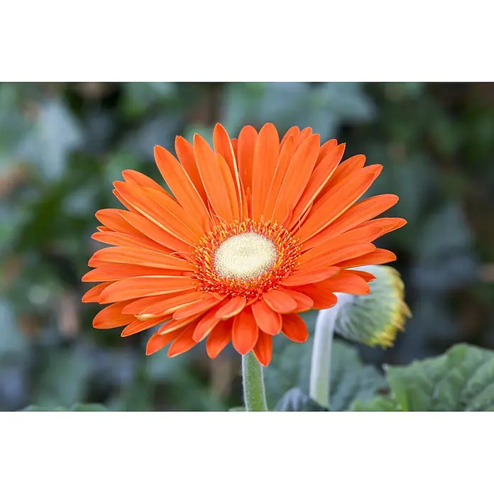 Piardino Gerbera - Gerbera garvinea, Topfgröße: 19 cm - Leuchtend orange Gerbera-Blüte in voller Pracht, mit hellgelber und rötlicher Mitte.