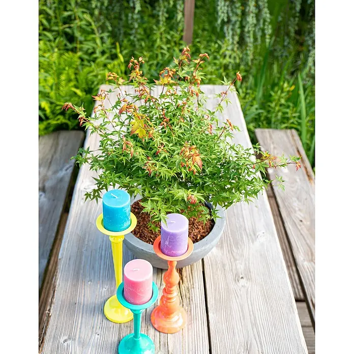 Piardino Fächerahorn Zwergform in Schale - Acer palmatum 'Little Princess' - Vier bunte Kerzenständer mit blauen, lila und rosa Stumpenkerzen auf einem rustikalen Holztisch mit Pflanze.
