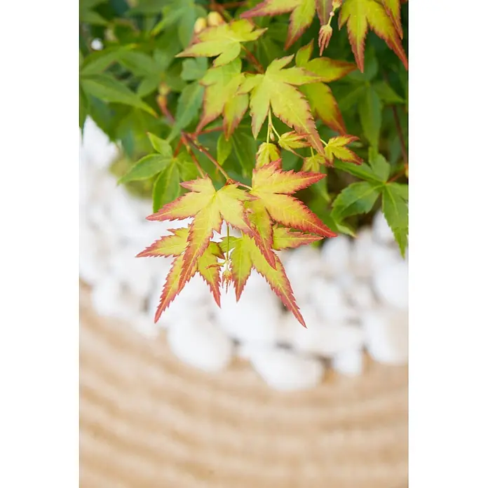 Piardino Fächerahorn Zwergform in Schale - Acer palmatum 'Little Princess' - Grüne Blätter mit roten Spitzen an einer Pflanze, in einem Ziergarten mit weißen Steinen und geharktem Sand.