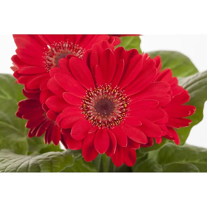 Piardino Gerbera - Gerbera garvinea, Topfgröße: 19 cm - Leuchtend rote Gerbera-Blüten.