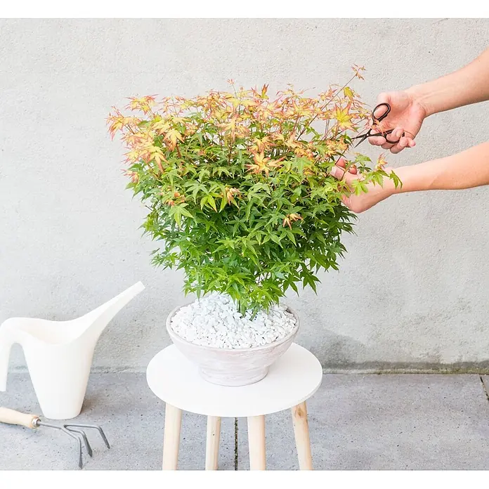 Piardino Fächerahorn Zwergform in Schale - Acer palmatum 'Little Princess' - Hände beschneiden eine lebhafte kleine Pflanze mit grünen und roten Blättern in einem Topf mit einer Schere. Gartengeräte liegen daneben.