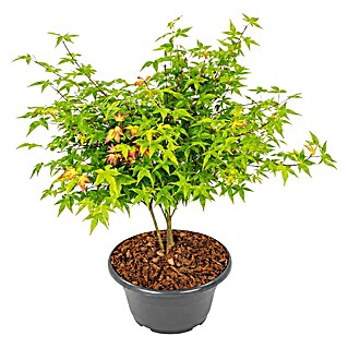 Piardino Fächerahorn Zwergform in Schale (Acer palmatum 'Little Princess')