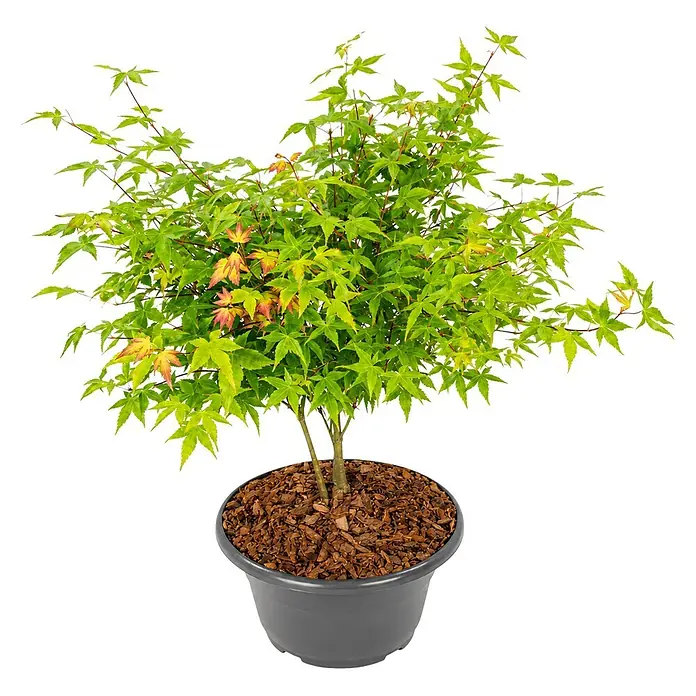 Piardino Fächerahorn Zwergform in Schale - Acer palmatum 'Little Princess' - Grünes Laubgewächs, möglicherweise ein Fächerahorn, in einem dunkelgrauen Topf mit Mulch.