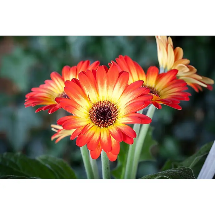 Piardino Gerbera - Gerbera garvinea, Topfgröße: 19 cm - Mehrere leuchtende rot-orange und gelbe Gerbera mit dunklen Zentren.