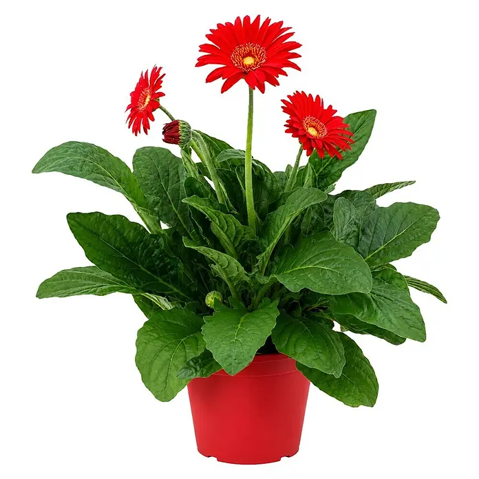 Piardino Gerbera - Gerbera garvinea, Topfgröße: 19 cm - Topf-Gerberapflanze mit roten Blüten und grünen Blättern in einem roten Topf.