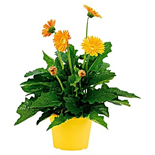 Piardino Gerbera (Gerbera garvinea, Topfgröße: 19 cm)