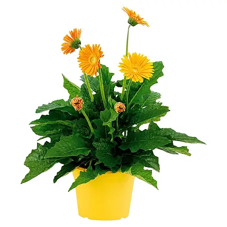 Piardino  Gerbera