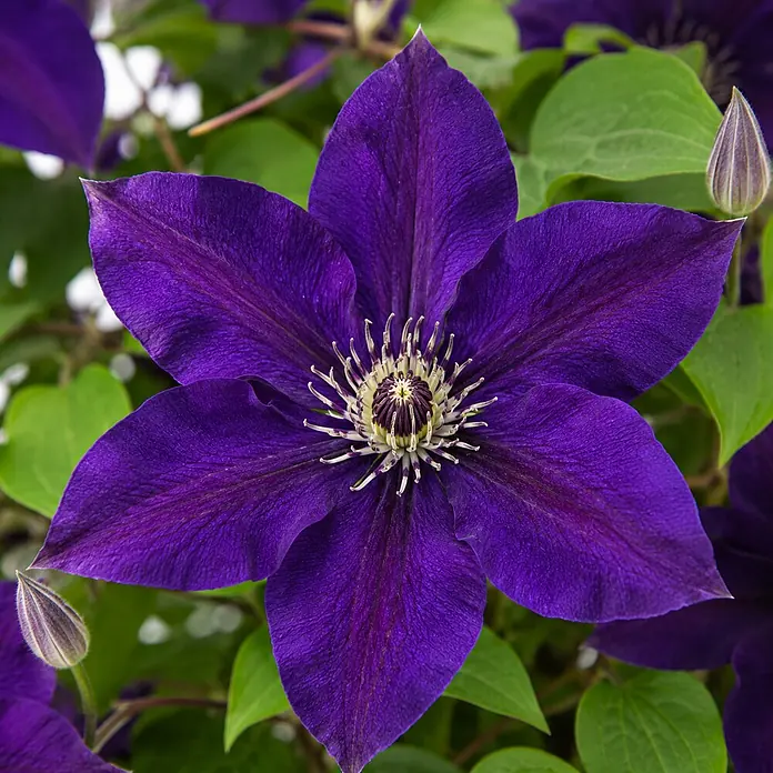Piardino Waldrebe Garland® - Clematis x Hybride, Topfgröße: 19, Sortenabhängig - Leuchtende tiefviolette Clematisblüte mit hellem Zentrum, umgeben von grünen Blättern und Knospen.