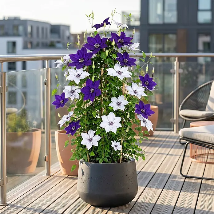 Piardino Waldrebe Garland - Clematis Garland, Sortenabhängig - Lebendige lila und weiße Clematis-Kletterpflanze in einem dunkelgrauen Pflanzgefäß auf einem modernen Balkon.