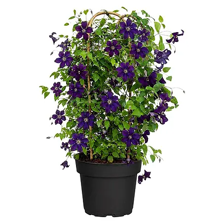 Piardino  Waldrebe Garland®