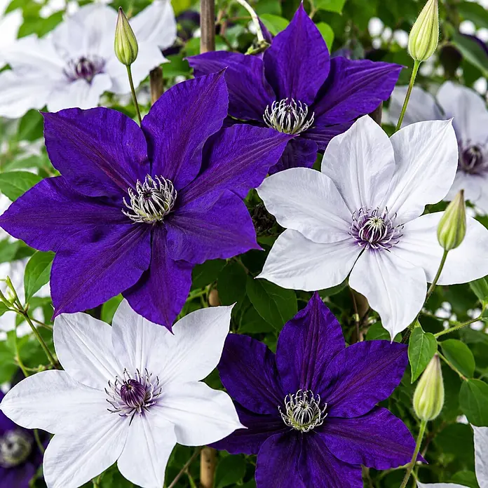 Piardino Waldrebe Garland - Clematis Garland, Sortenabhängig - Violette und weiße Clematisblüten.