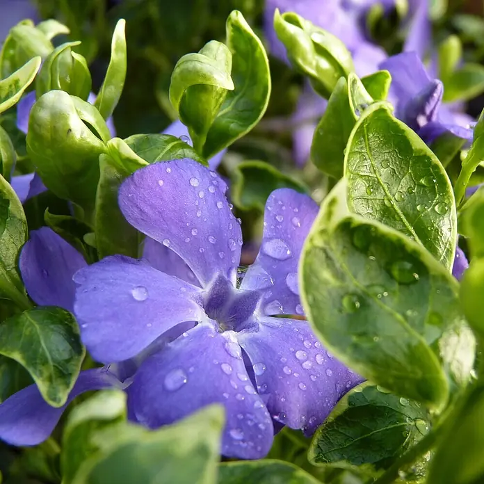 Helix Kleinblättriges Immergrün - Vinca minor 'Ralph Shugert', Topfgröße: 13 cm, Blau - Lila Blüten mit grünen Blättern, bedeckt mit Wassertropfen, in Nahaufnahme.
