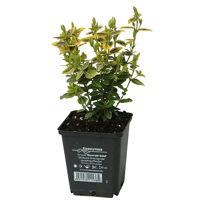 Helix Kriechmispel - Euonymus fort. 'Emerald Gold', Topfgröße: 9 cm - Buntblättriger Euonymus fortunei 'Emerald Gold' mit grün-gelben Blättern in einem schwarzen Kunststofftopf.