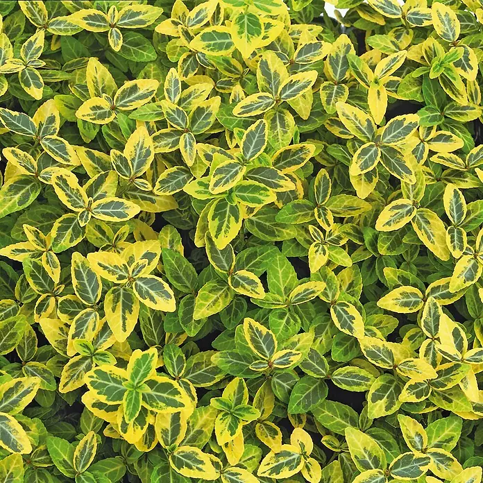 Helix Kriechmispel - Euonymus fort. 'Emerald Gold', Topfgröße: 9 cm - Lebhafte grüne und gelbe panaschierte Blätter einer Zierpflanze, dichtes Laub zeigend.
