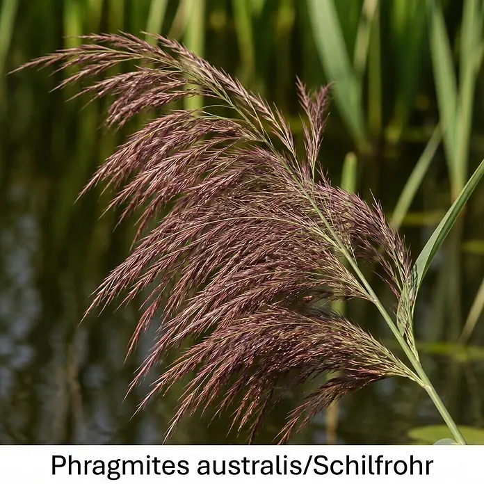 Piardino Wasserpflanzen-Set Reinigungshelden - 5 -tlg., Acorus calamus, Iris pseudacorus, Juncus inflexus, Phragmites australis, Typha angustifolia - Fedriger, rötlich-brauner Blütenstand eines Schilfrohrs (Phragmites australis) mit grünen Stängeln in natürlicher Umgebung.
