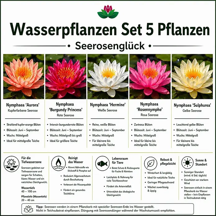 Piardino Wasserpflanzen-Set Seerosenglück - 5 -tlg., Nymphaea 'Hever White' (Hermine), Nymphaea Burgundy Princess, Nymphaea 'Rosennymphe', Nymphaea Sulphurea, Nymphaea 'Aurora' - Set aus 5 Wasserpflanzen (Seerosen) in Kupfer-Orange, Burgunderrot, Weiß, Rosa und Gelb.