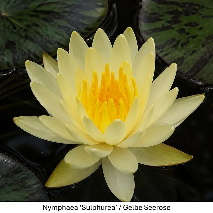 Piardino Wasserpflanzen-Set Seerosenglück - 5 -tlg., Nymphaea 'Hever White' (Hermine), Nymphaea Burgundy Princess, Nymphaea 'Rosennymphe', Nymphaea Sulphurea, Nymphaea 'Aurora' - Leuchtend gelbe Seerose mit kräftiger gelber Mitte, schwimmend auf dunklem Wasser zwischen grünen Seerosenblättern.
